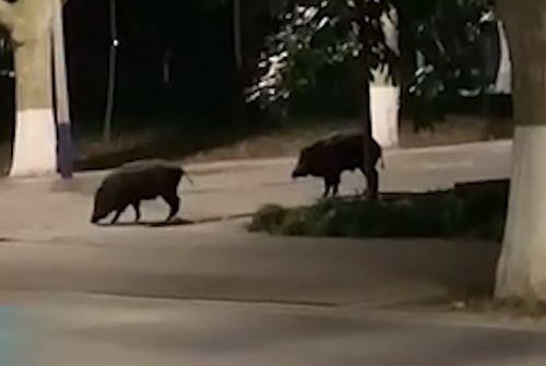 武汉爬楼梯爆料视频大全,揭秘城市生活百态  第2张